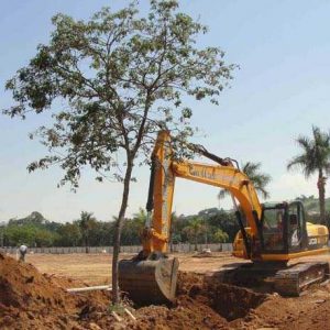 O que é replantio de árvores ou transplante de árvores?